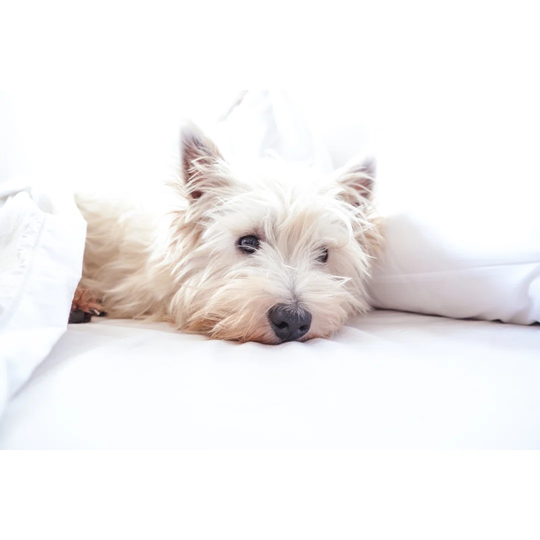 High Key Image of West Highland White Terrier Westie Dog in Bed with Pillow and Sheets by Corners74 - Wrapped Canvas Photograph
