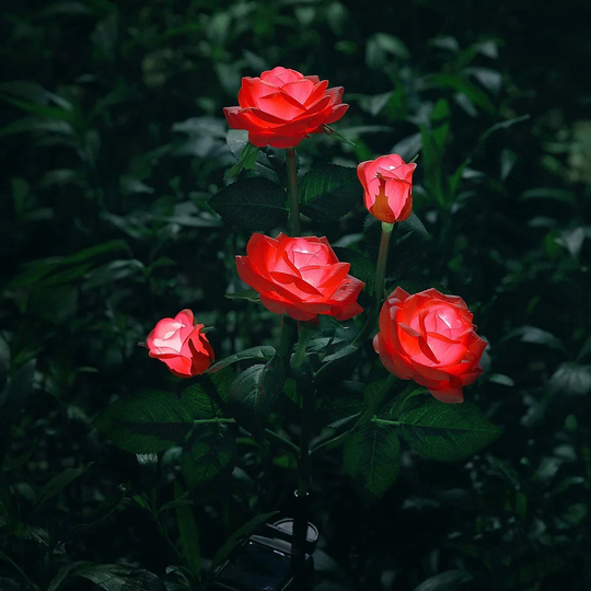 Dakota Fields Solar Garden Lights Outdoor, Garden Stake Lamps With 5 Rose Flowers Solar Rose Lights For Flower Bed, Garden, Patio, Yard Decoration (re