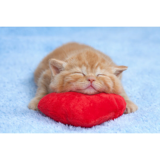 Little Cat Sleeping on the Red Heart-Shaped Pillow - Wrapped Canvas Photograph